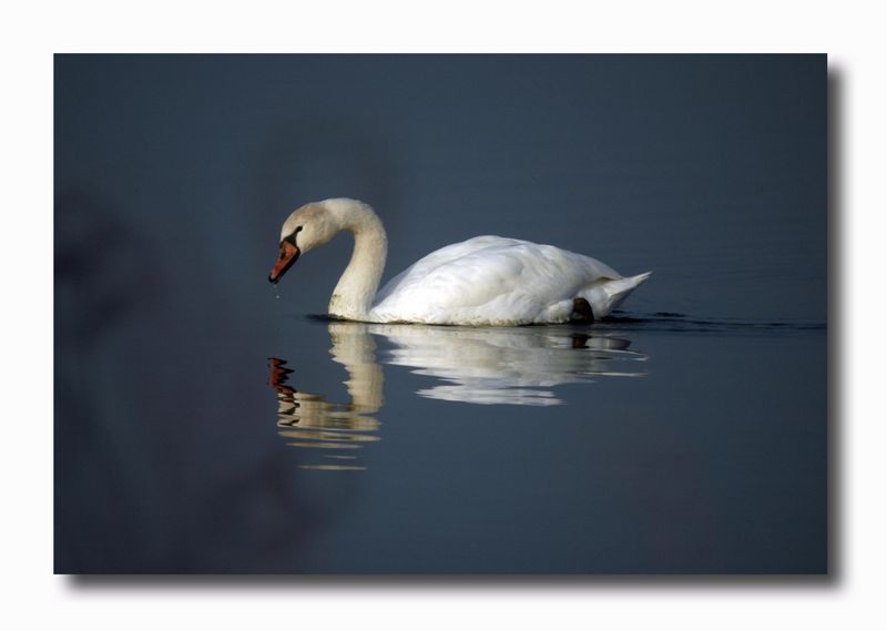 Cigno reale - Cygnus olor  &  Cigno nero - Cygnus atratus